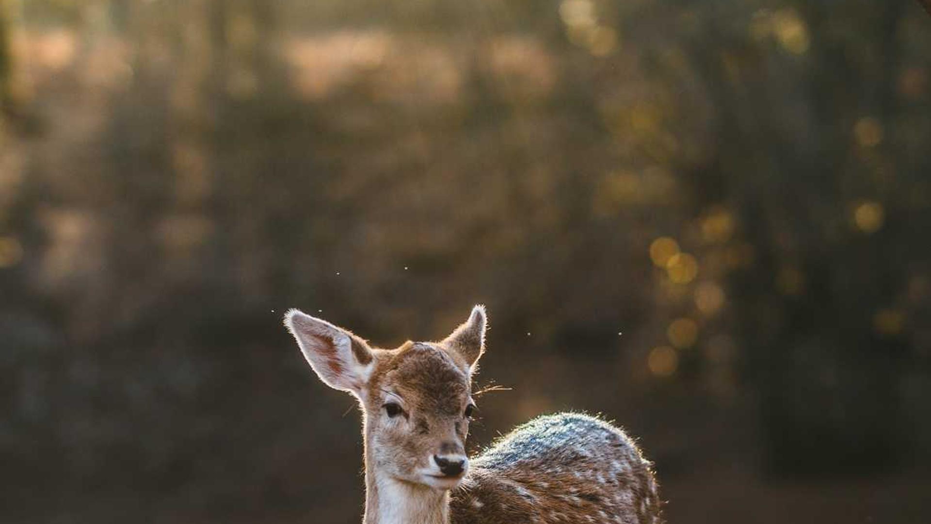 技術(shù)應(yīng)用