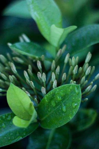 起草視基本框架